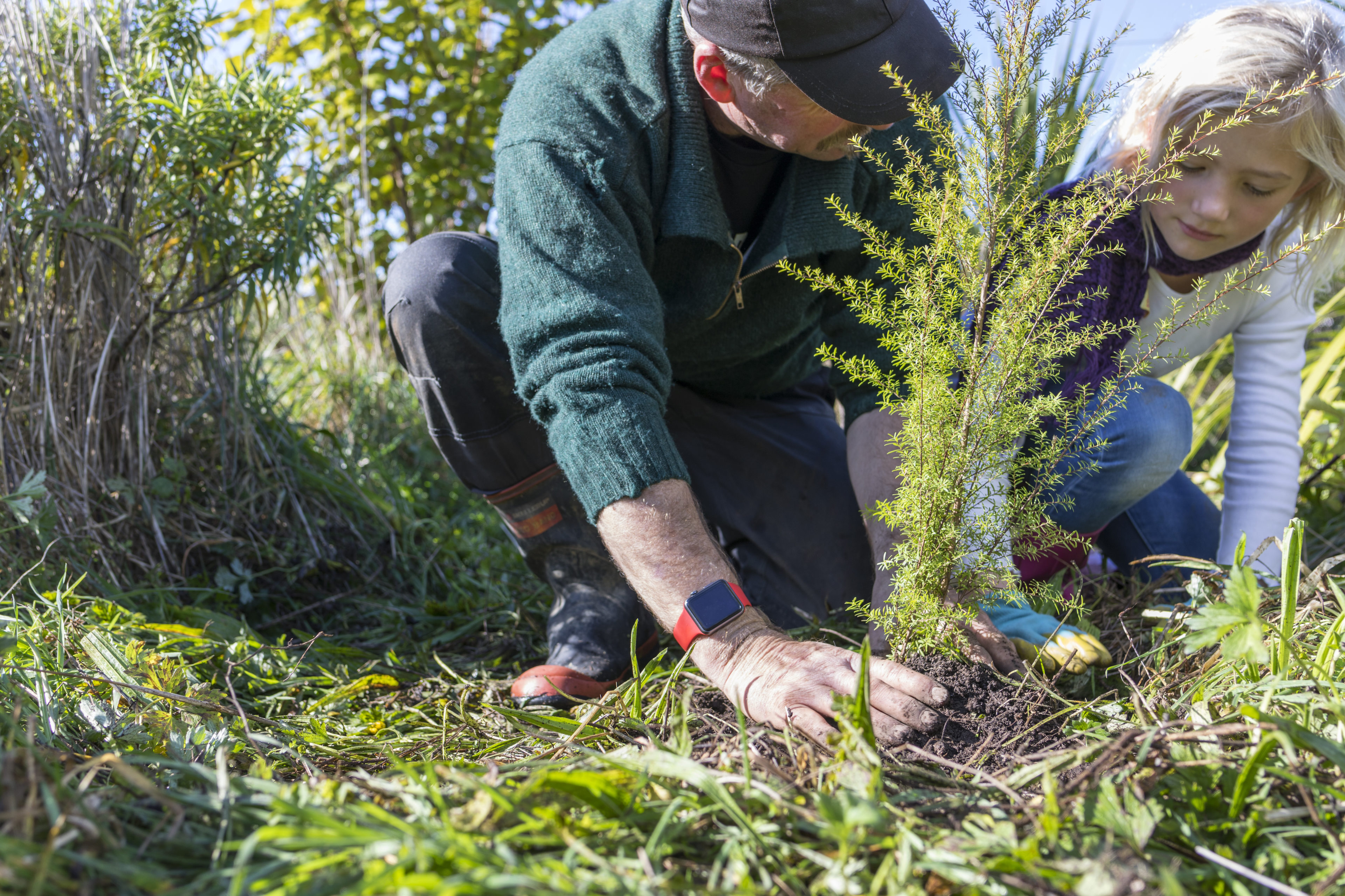 A grandfather planting a mānuka tree with his granddaughter 