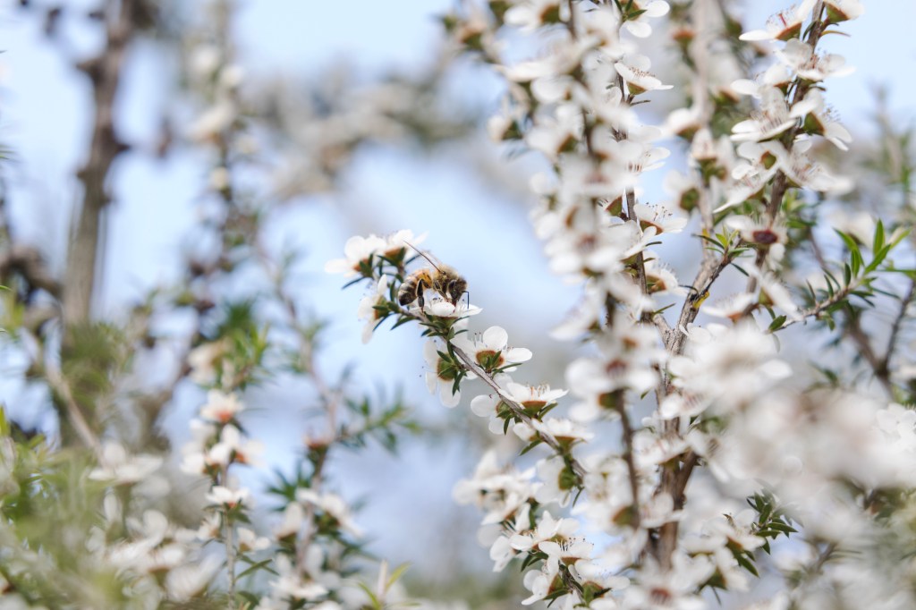 A photo of a bee on a mānuka flower.