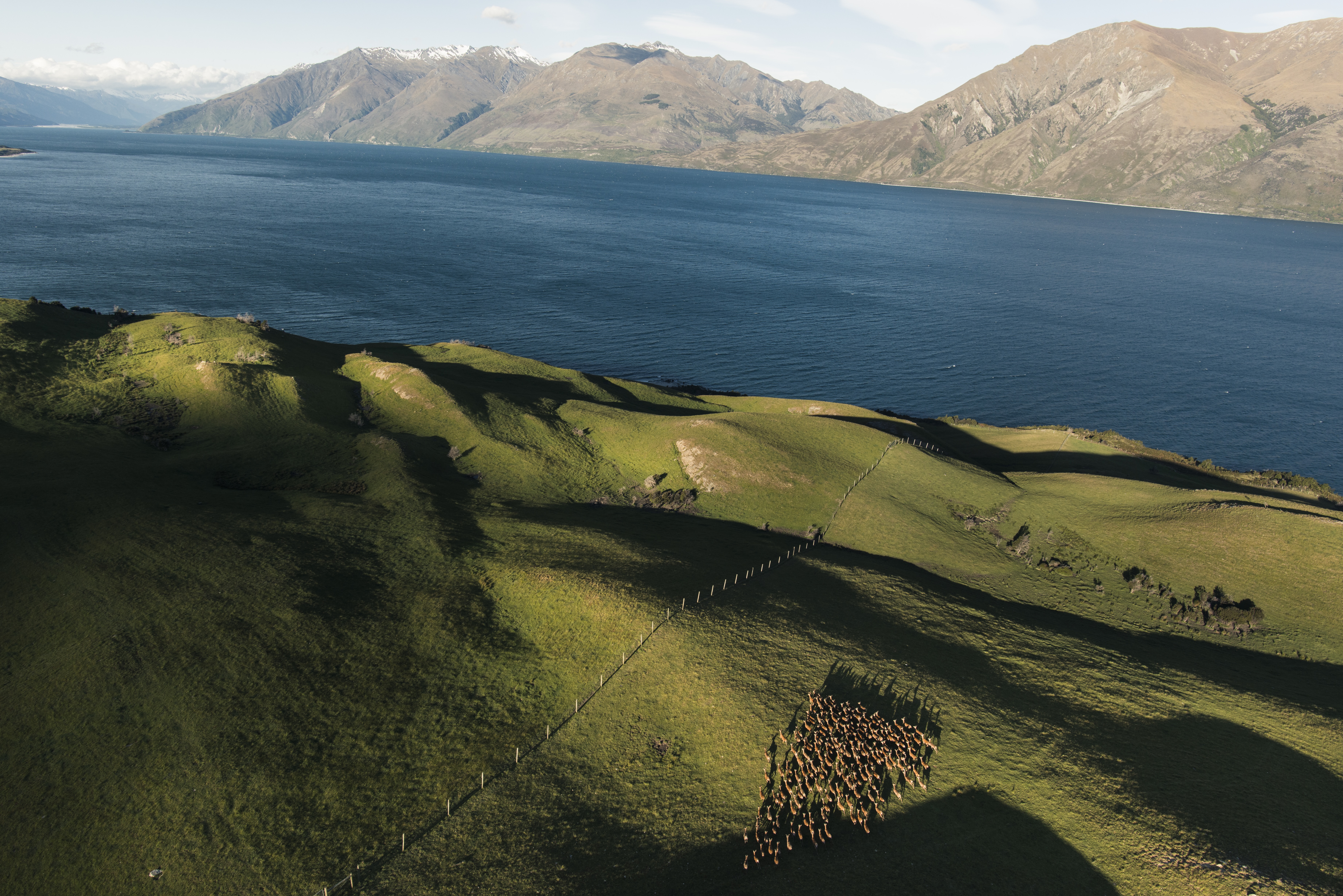 Ariel view of deer on a paddock in front of a lake