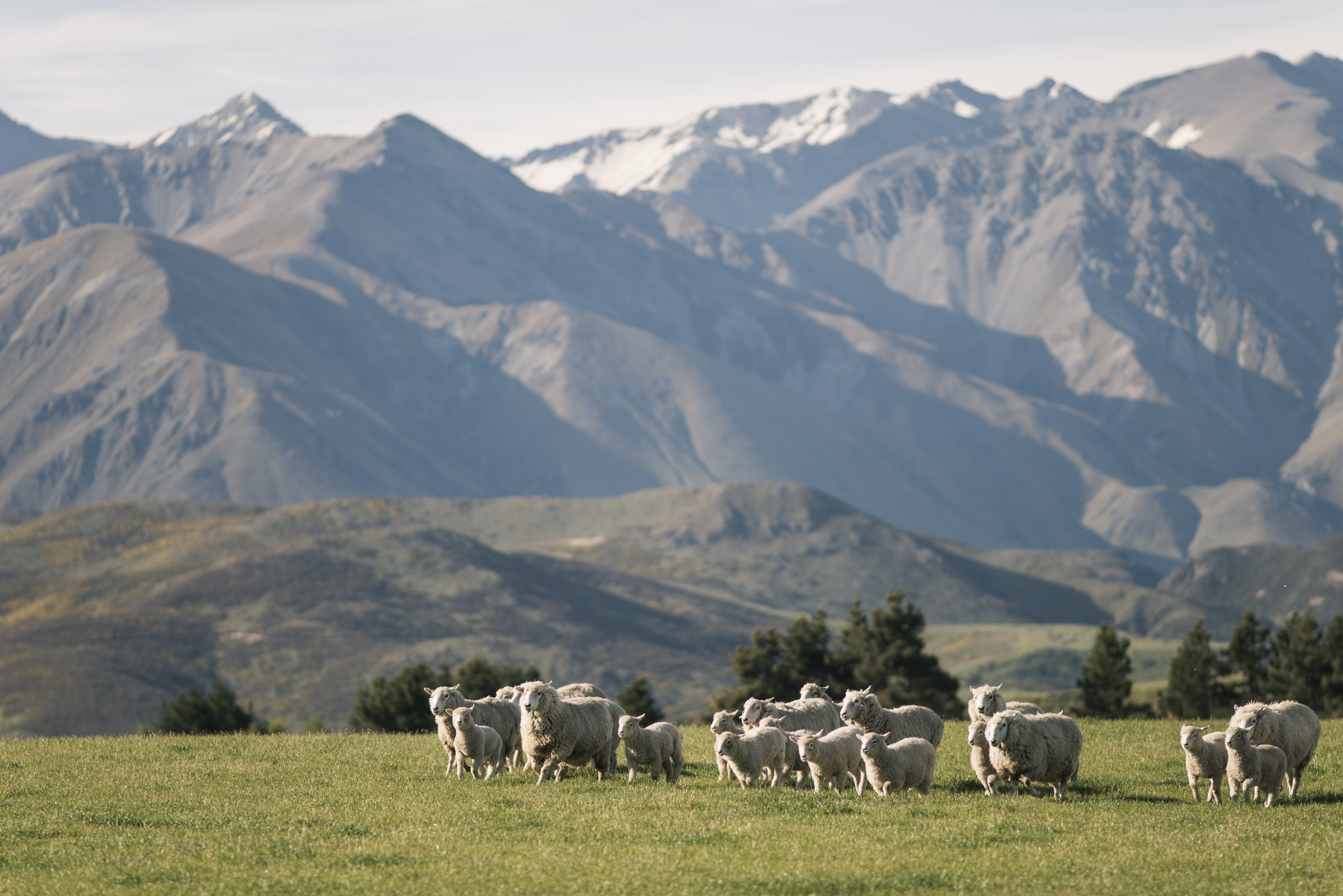 Sheep running in a paddock with mountains behind